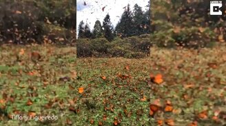 Миграция бабочек - смотреть видео (1:36)