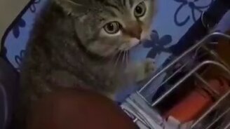 Кот что-то разъясняет - смотреть видео (0:07)