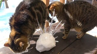 Коты против ежа из снега - смотреть видео (3:17)