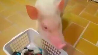 Поросёнок-помощник - смотреть видео (0:35)