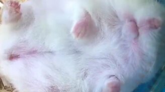 Беспокойный сон хомяка - смотреть видео (1:00)