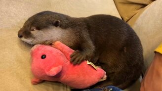 Выдра спит со свинкой - смотреть видео (1:46)