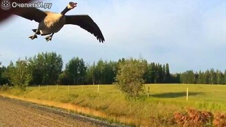 Проводил гуся до озера - смотреть видео (5:14)