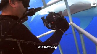 Пощупал акулий нос - смотреть видео (0:25)