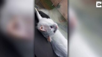 Белая кошка против дворников - смотреть видео (0:21)