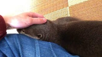 Выдра, ку-ку!? - смотреть видео (1:46)