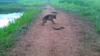 Овчарка против электрического угря - смотреть видео (0:11)