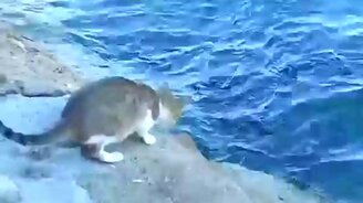 Кот удит рыбу - смотреть видео (1:09)