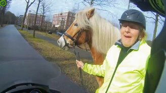 Скутерист помог поймать лошадь - смотреть видео (3:25)