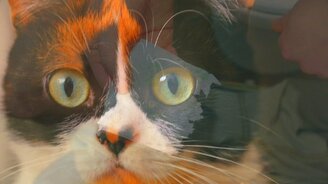 Все поводы для раздражения - смотреть видео (1:36)