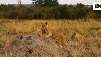 Мангуст против львят - смотреть видео (0:37)