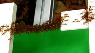 Невероятные муравьиные мосты - смотреть видео (1:35)