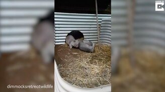 Игривые маленькие вомбаты - смотреть видео (0:44)