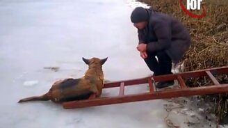 Спасли овчарку из ледяной реки - смотреть видео (0:51)