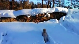 Пудель против сугробов - смотреть видео (1:26)