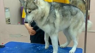 Хаски недовольна - смотреть видео (1:01)