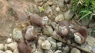 Выдры гоняются за бабочками - смотреть видео (1:25)