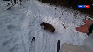 Енот атакует лыжника - смотреть видео (3:01)