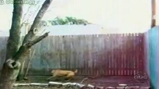 Смешная домашняя подборка 1 - смотреть видео (8:08)