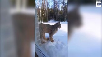 Рысь пришла к окну спальни - смотреть видео (0:50)