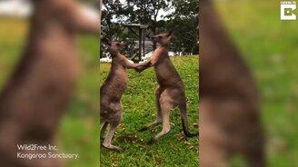 Противостояние кенгуру - смотреть видео (0:46)
