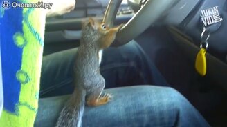 Беличьи проказы - смотреть видео (3:07)