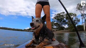 Пёс - будущий сёрфингист - смотреть видео (1:30)