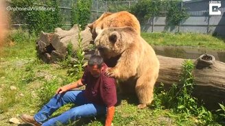 Медведь проверяет крепость спины мужчины - смотреть видео (2:02)