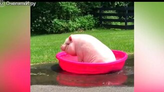 Разнообразный юмор с питомцами - смотреть видео (7:48)