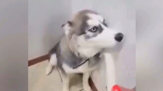 Весёлые моменты с животными - смотреть видео (8:19)