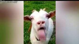 Много приколов с питомцами - смотреть видео (8:36)