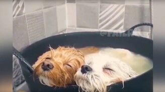 Приколы с озвучкой с питомцами - смотреть видео (7:13)