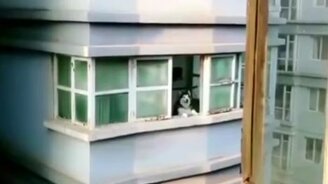 Перекличка с соседом-хаски - смотреть видео (0:12)