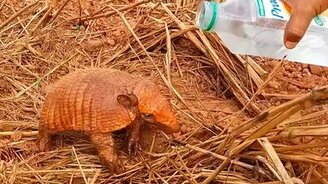 Помог броненосцу утолить жажду - смотреть видео (0:31)