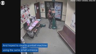 Горе-воришка года - смотреть видео (1:32)