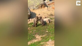 Противостояние сурков - смотреть видео (0:30)