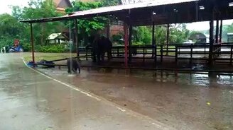 Слонёнок резвится по лужам - смотреть видео (0:21)