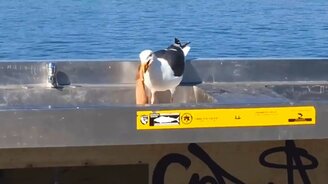 Чайка поглощает кальмара - смотреть видео (0:11)