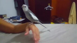 Попугай исполняет тему "Пиратов Карибского моря" - смотреть видео (2:38)