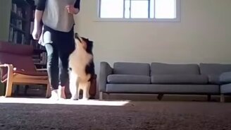 Ирландский танец с собакой - смотреть видео (0:20)