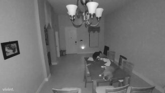 Из-за котов сработала сигнализация - смотреть видео (0:20)