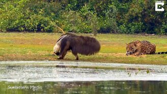 Ягуар против муравьеда - смотреть видео (0:23)