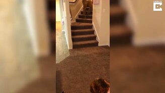 Щенок-трюкач на лестнице - смотреть видео (0:16)