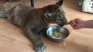 Когда живёшь с пумой - смотреть видео (2:34)