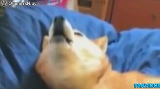 Ремиксы на собачий лай и вой - смотреть видео (1:31)