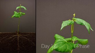 Первые 25 дней жизни фасоли - смотреть видео (3:10)