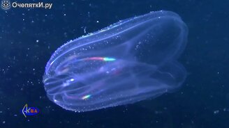 Фантастический мнемиопсис - смотреть видео (1:04)