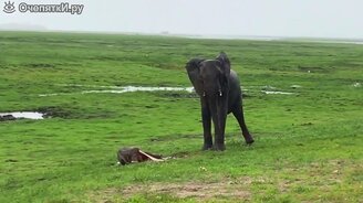 Когда рождается слонёнок - смотреть видео (2:50)