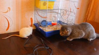 Кот и крыса хозяйничают - смотреть видео (1:41)