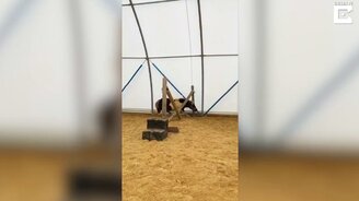 Находчивый пони - смотреть видео (0:21)